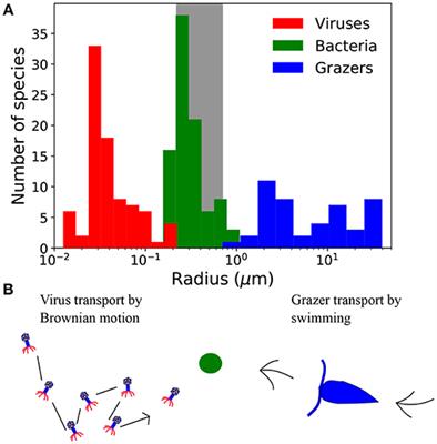 Contrasting Controls on Microzooplankton Grazing and Viral Infection of Microbial Prey